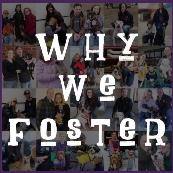 Why we foster 313.645.4399